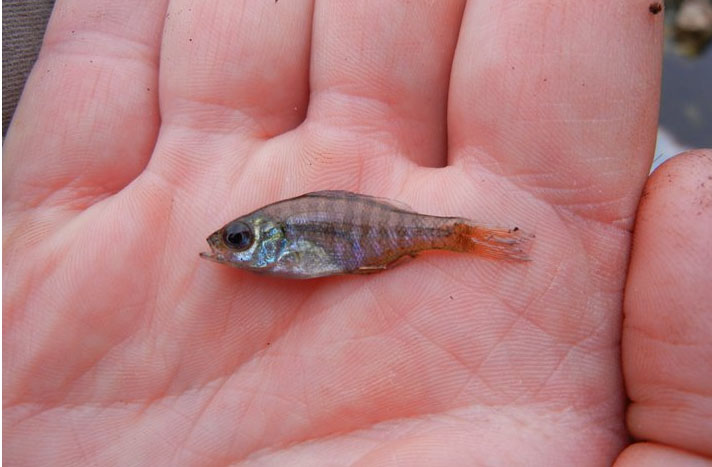 bluegill hatchlings