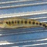 Blackbanded Darter caught near High Springs, FL.