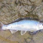 Bluntface Shiner caught near Vaiden, MS.