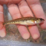 Common Logperch caught near Blackriver Falls, WI.  Bryce Hallock