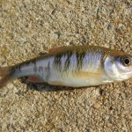Cresent Shiner caught near Roanoke, Virginia.