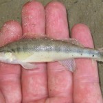 Dusky Darter caught near Vaiden, MS.