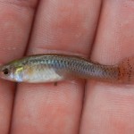Eastern Mosquitofish caught near Highsprings, FL.