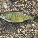 Golden Shiner