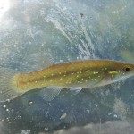 Golden Topminnow caught near Everglades City, FL.