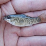 Goldspotted Killifish caught near Englewood, FL.