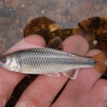 Greenfin Shiner caught by Josh Leisen.