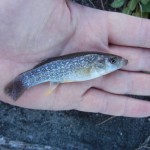 Gulf Killifish caught near Sarasota, FL.