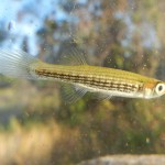 Lined Topminnow caught near Lake Placid, FL.