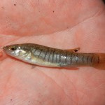 Marsh Killifish caught near Everglades City, FL.