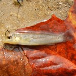 Northern Studfish caught near Doniphan, MO.