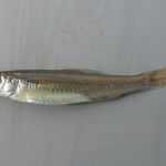 Sand Shiner caught near Delphi, IN.