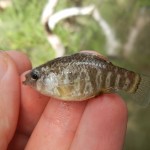 Sheepshead Minnow caught near Northport, FL.