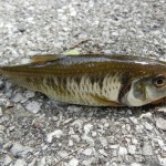 Striped Shiner caught near Delphi, Indiana.
