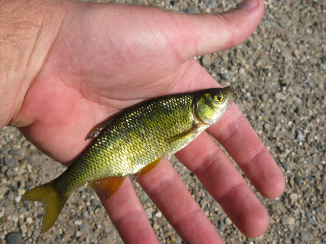 Spring Fish Stocking: Bluegill, Fathead Minnows, Golden Shiners, and Shad