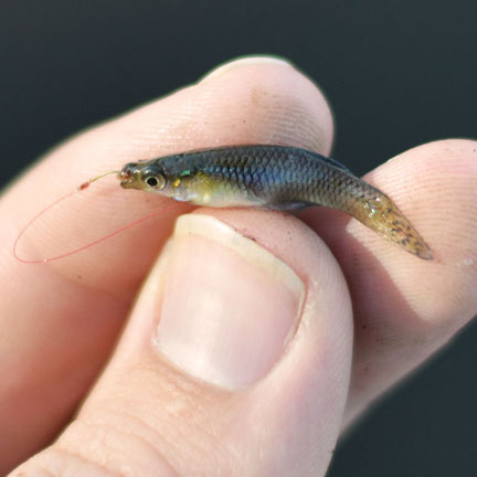 Microfishing targets smallest fish around with pocket-sized rods and  minuscule hooks, Lifestyles