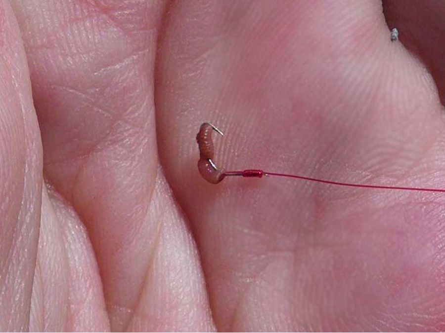 Micro Fishing for Tanago (Bitterling) in Japan