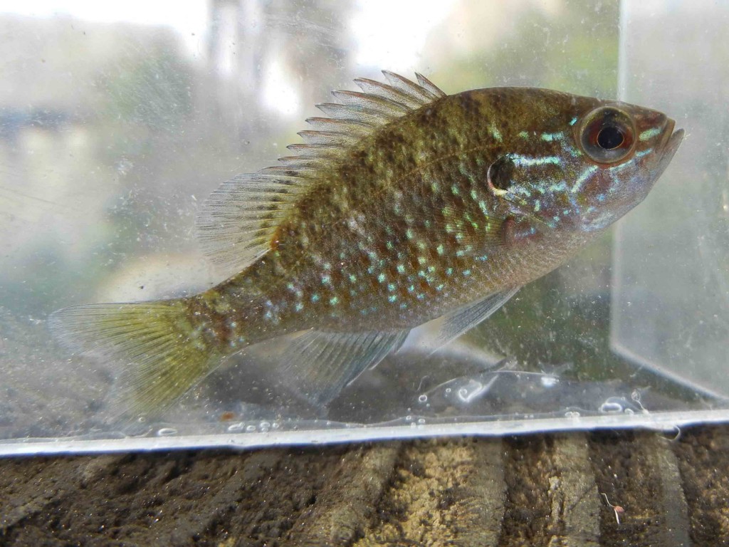 Dollar Sunfish caught using micro fishing tactics