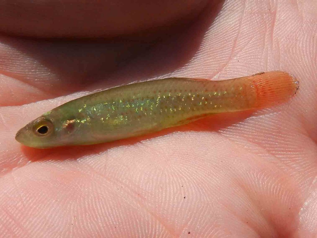 Golden Topminnow caught using micro fishing tactics