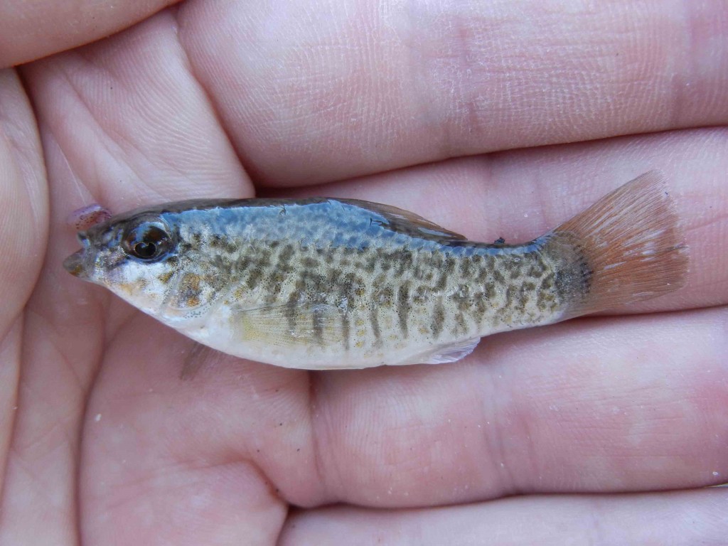 Goldspotted Killifish caught using micro fishing tactics
