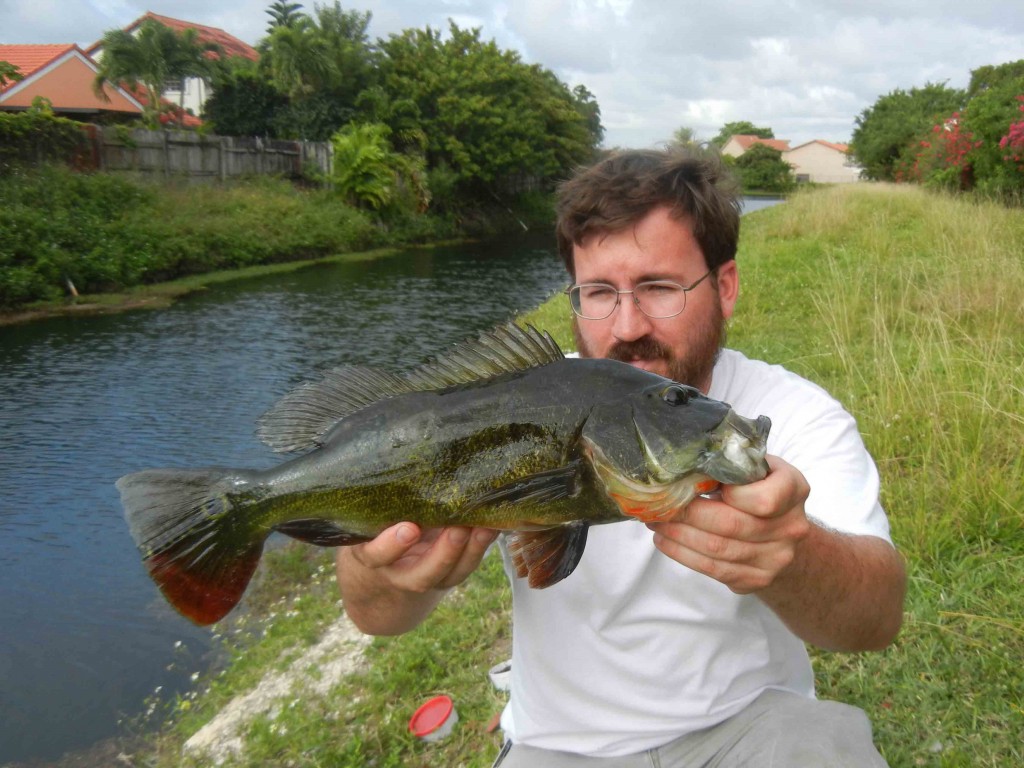 Author with a Peacock Bass caught on a small Jewel Cichlid