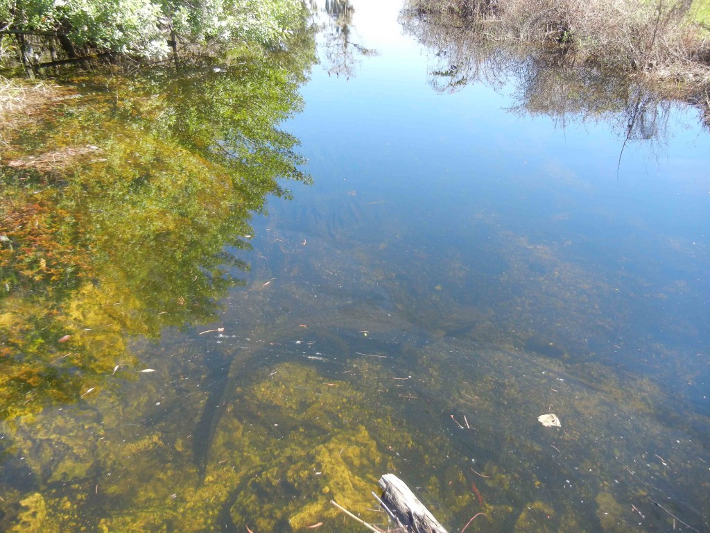 Tamiami Canal in Big Cypress Preserve