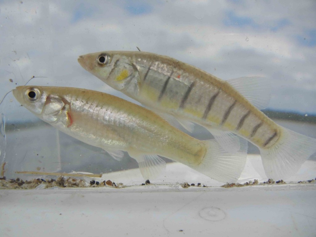Longnose Killifish and Gulf Killifish caught using micro fishing tactics