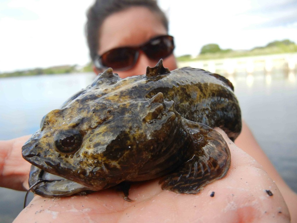 Gulf Toadfish caught in Florida