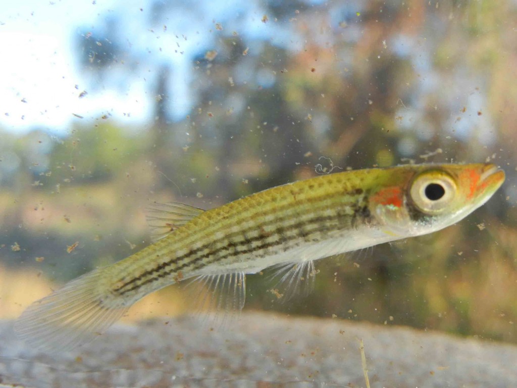 Lined Topminnow caught using micro fishing tactics