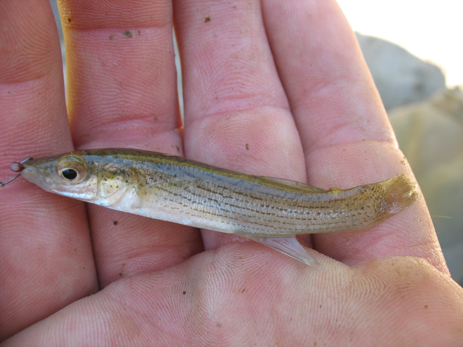 Micro Fish of the Ozarks