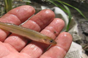 https://microfishing.com/wp-content/uploads/2013/02/04-newzealand-smelt.png