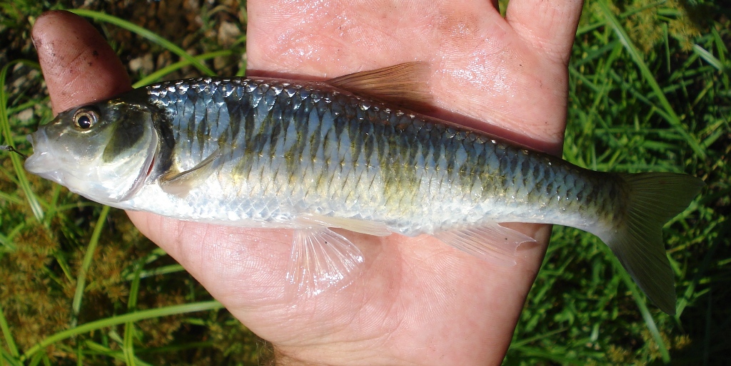 Striped Shiner caught micro-fishing