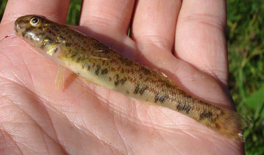 Greenside Darter caught micro-fishing