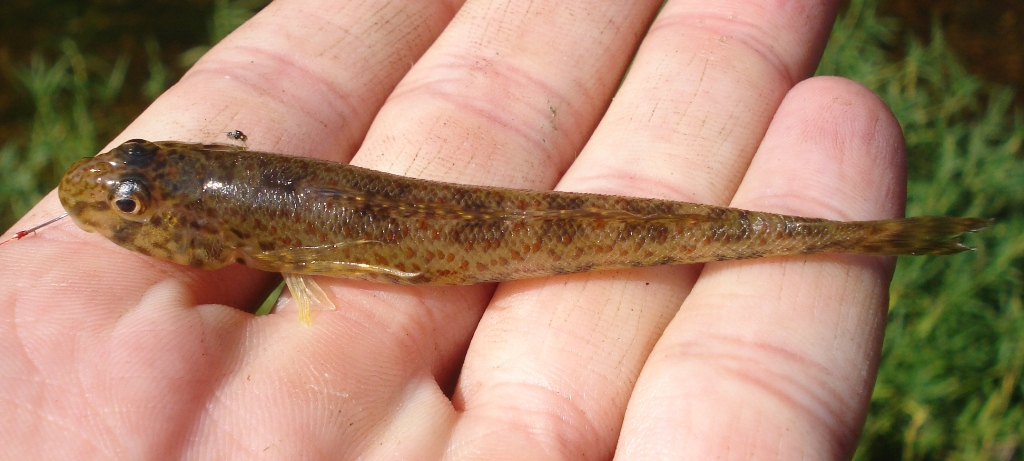 Greenside Darter caught micro-fishing
