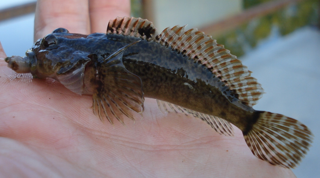 Knobfin Sculpin caught micro-fishing