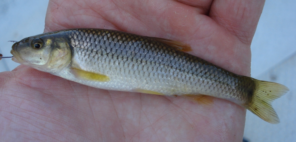 Hornyhead Chub (female) caught micro-fishing