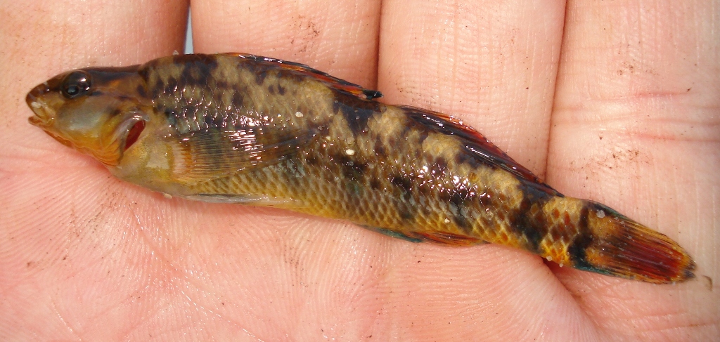 Rainbow Darter caught micro-fishing