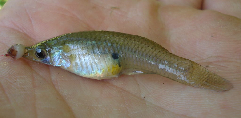 Western Mosquitofish caught micro-fishing