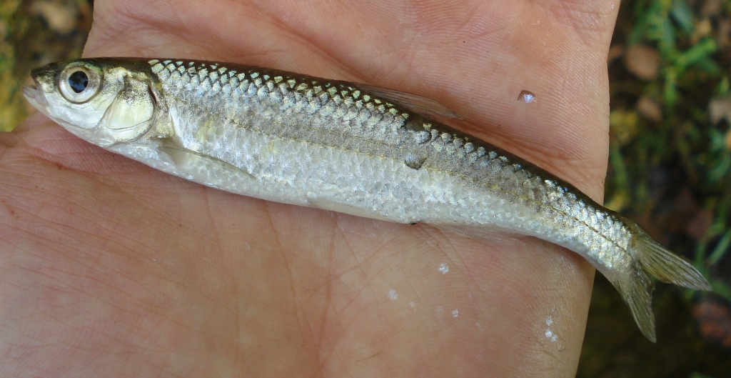 Duskystripe Shiner caught micro-fishing