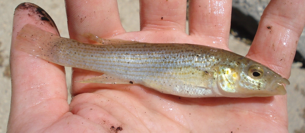 Northern Studfish caught micro-fishing