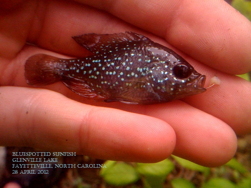 Bluespotted Sunfish (Enneacanthus gloriosus)