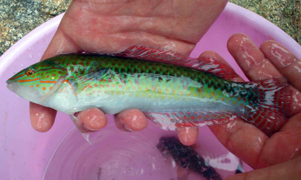 Multicolorfin Rainbowfish (Parajulis poecilepterus) - Kyusen in Japanese - male