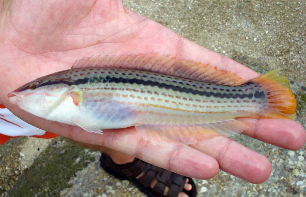 Multicolorfin Rainbowfish (Parajulis poecilepterus) - Kyusen in Japanese - female