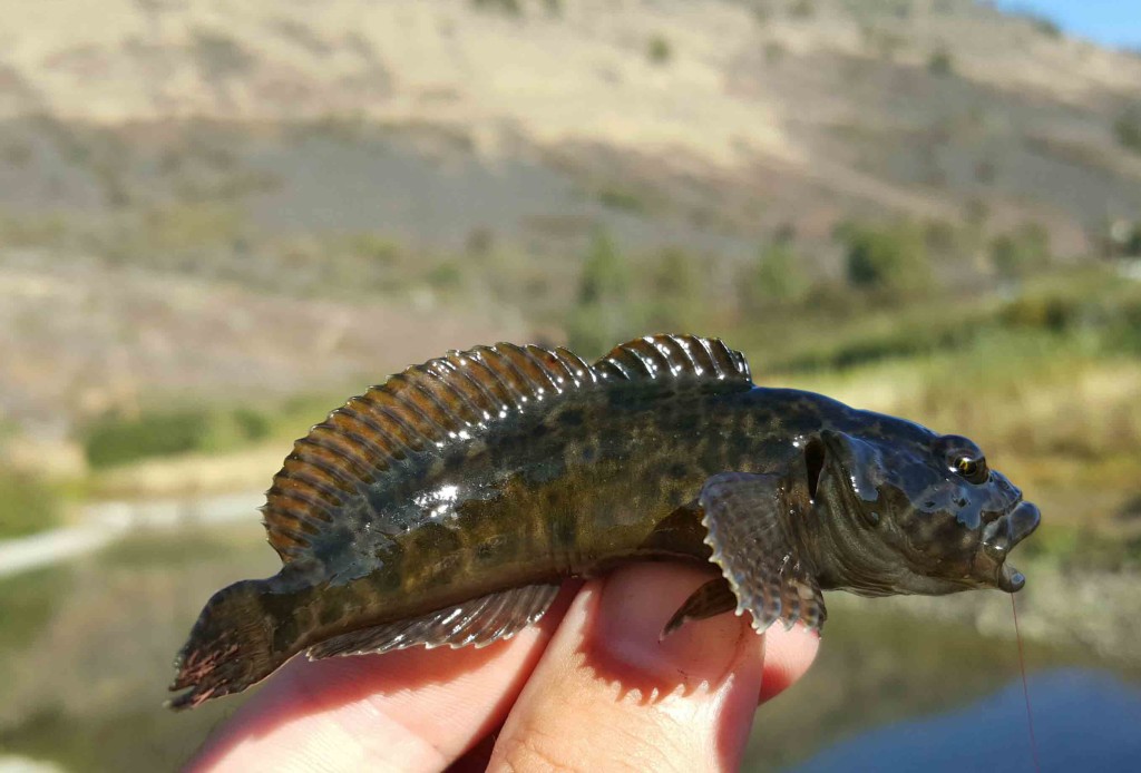 Marbled Sculpin (Cottus klamathensis) can tolerate very warm and polluted waters, this one is from Klamath Lake, Oregon