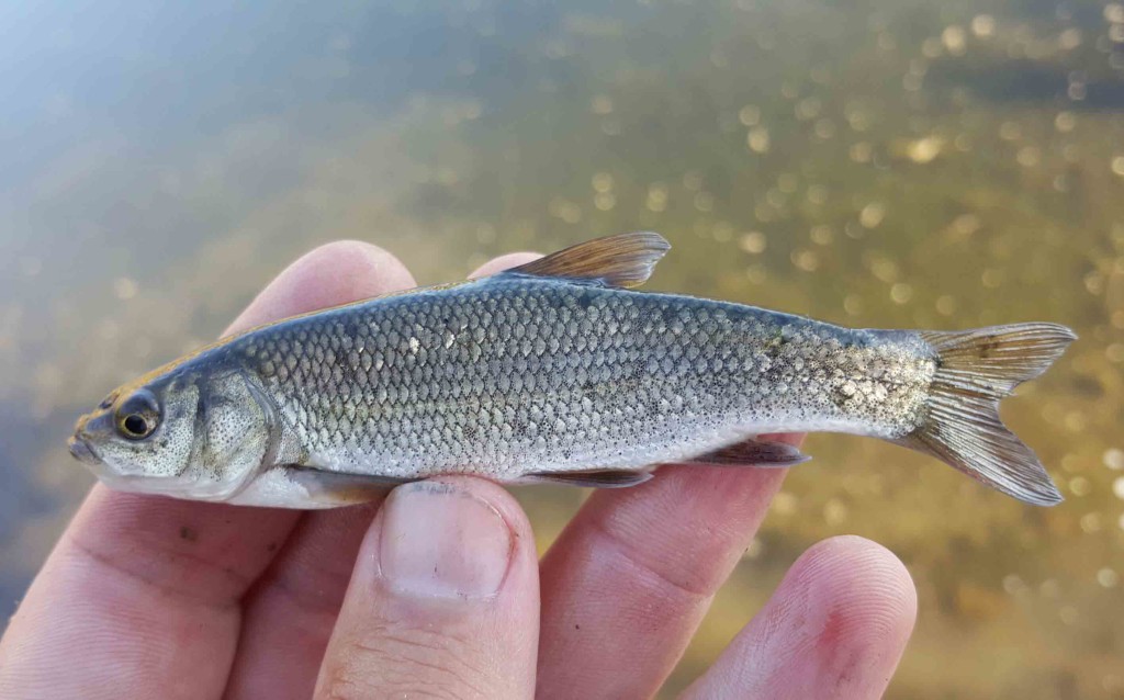 Tui Chub (Gila bicolor) are a common introduction from angling and do well in lentic habitats, they experience large seasonal population fluctuations similar to Gizzard and and Threadfin Shad