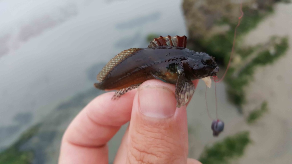 A small Cabezon (Scorpaenichthys marmoratus), often found hiding in seaweed and sometimes living on the roof of crevices and on vegetated rock walls