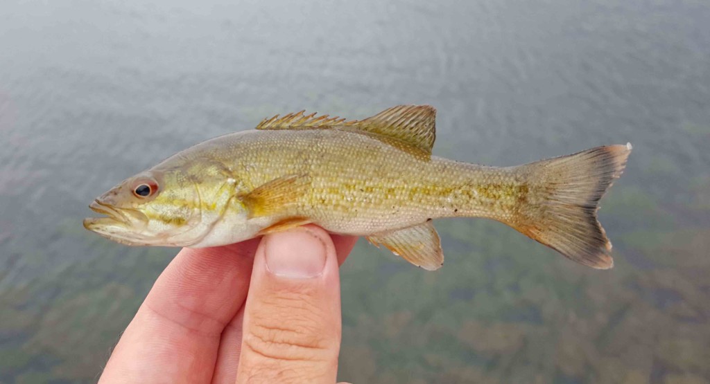 A Smallmouth Bass (Micropterus dolomieu) from the Colombia River, these bass do well in the cold rivers of the Northwest