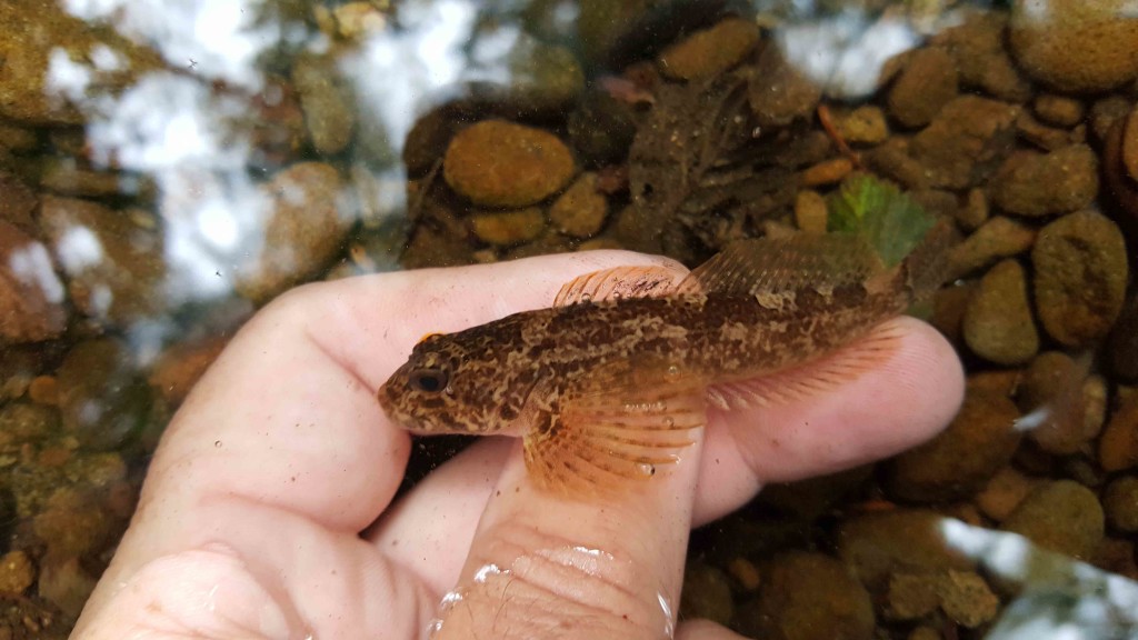 Reticulate Sculpin (Cottus perplexus) enjoy the smaller creeks and rivers that drain the Pacific slope