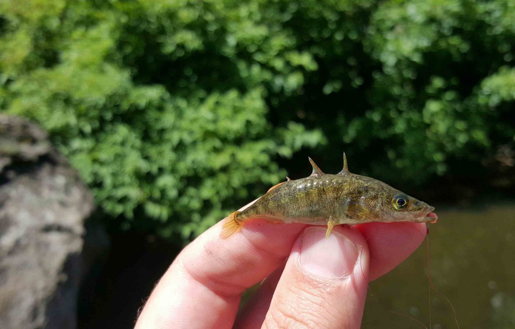 A striking unscaled Threespine Stickleback (Gasterosteus aculeatus) from Alsea River, Oregon