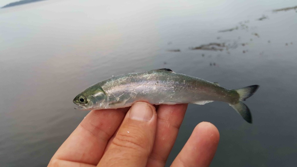 A juvenile Pink Salmon (Oncorhynchus gorbuscha), once leaving freshwater these small salmon occupy open water and are extremely difficult to catch